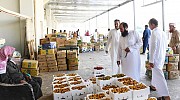 Farmers in Madinah begin harvest of dates 