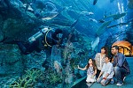 Dubai Aquarium & Underwater Zoo named top aquarium in MENA by TripAdvisor