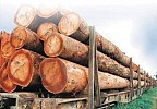 Higher demand anticipated for Gabon wood and forestry exports
