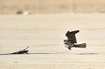 Falconers Participating in King Abdulaziz Falconry Festival, Choose Strange Names for Falcons