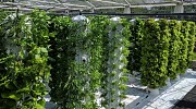 Farnek To Create Extensive Rooftop Vertical Garden At New Dubai Staff Accommodation Centre