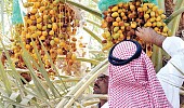 Dates, the staple of every Ramadan table in Saudi Arabia