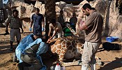 Al Ain Zoo’s expert Veterinary team rescues distressed Giraffe
