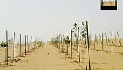 Aramco plants 2,300 trees with water-saving polymer