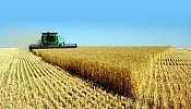 مشتريات المملكة ومصر ترفع أسعار القمح لأعلى مستوى في أسبوع
