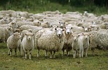 Kingdom imports 3 million sheep and camels for Haj