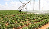 Rapid expansion in KSA’s agricultural sector complements development of human resource 