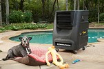 Harsh Summer Poses Grave Danger to your Pets