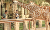 Celebrate New Year at Emirates Park Zoo and Resort 