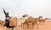 World’s biggest camel fest kicks off in Rumah
