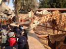حديقة الإمارات للحيوانات تطلق عروضاً مميزة للرحلات المدرسية