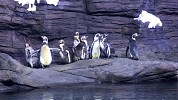Fakieh Aquarium: First Penguins Arrived