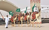منافسات المزايين تطلق فعاليات مهرجان الملك عبدالعزيز للإبل