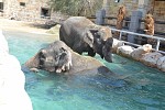 تعرفوا على مادو ورادا، فيلة حديقة الإمارات للحيوانات