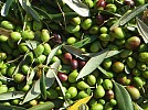 Saudi environment ministry completes olive project