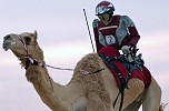 Robot jockey in camel racing aims to reduce accidents and physical risks