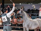 International Arabian horse beauty championship crowns 10 winners in Riyadh