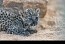 ROYAL COMMISSION FOR ALULA’S ARABIAN LEOPARD CONSERVATION BREEDING PROGRAMME WELCOMES SEVEN NEW CUBS