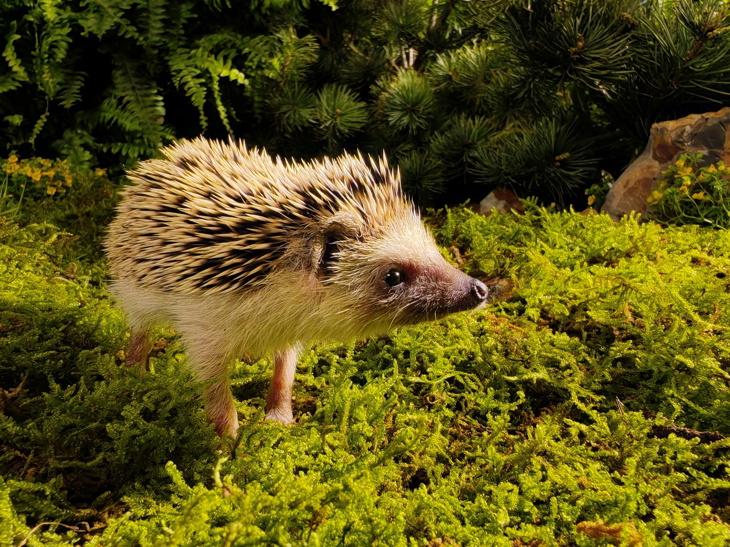 A hedgehog standing in the grass

Description automatically generated